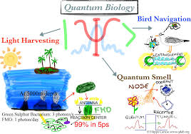 quantum biology phd programs