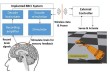 Neurotechnology race to develop Brain Computer Interface (BCI) to reduce soldier’s cognitive load and controlling multiple military robots with speed of  thought