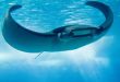 Advancing Naval Dominance: DARPA Manta Ray Revolutionizing Underwater missions with a New Class of UUVs