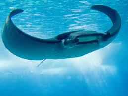 Advancing Naval Dominance: DARPA Manta Ray Revolutionizing Underwater missions with a New Class of UUVs