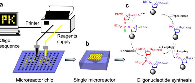 Oligonucleotide Synthesis: The Backbone of Modern Biotechnology